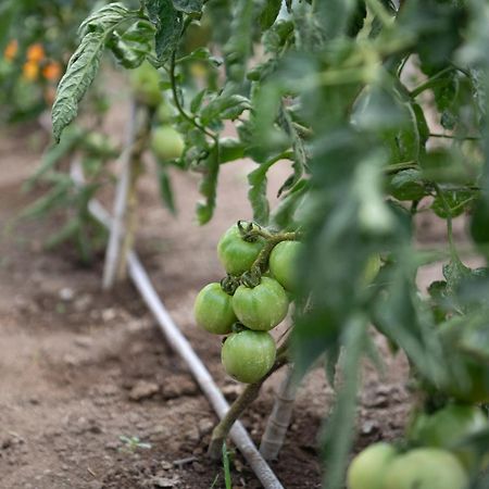 Αγροικία της Βασιλικής Διαμέρισμα Ορμύλια Εξωτερικό φωτογραφία