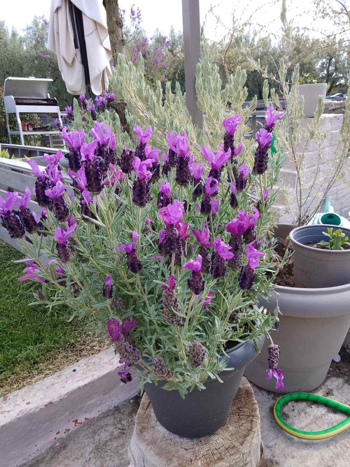Αγροικία της Βασιλικής Διαμέρισμα Ορμύλια Εξωτερικό φωτογραφία